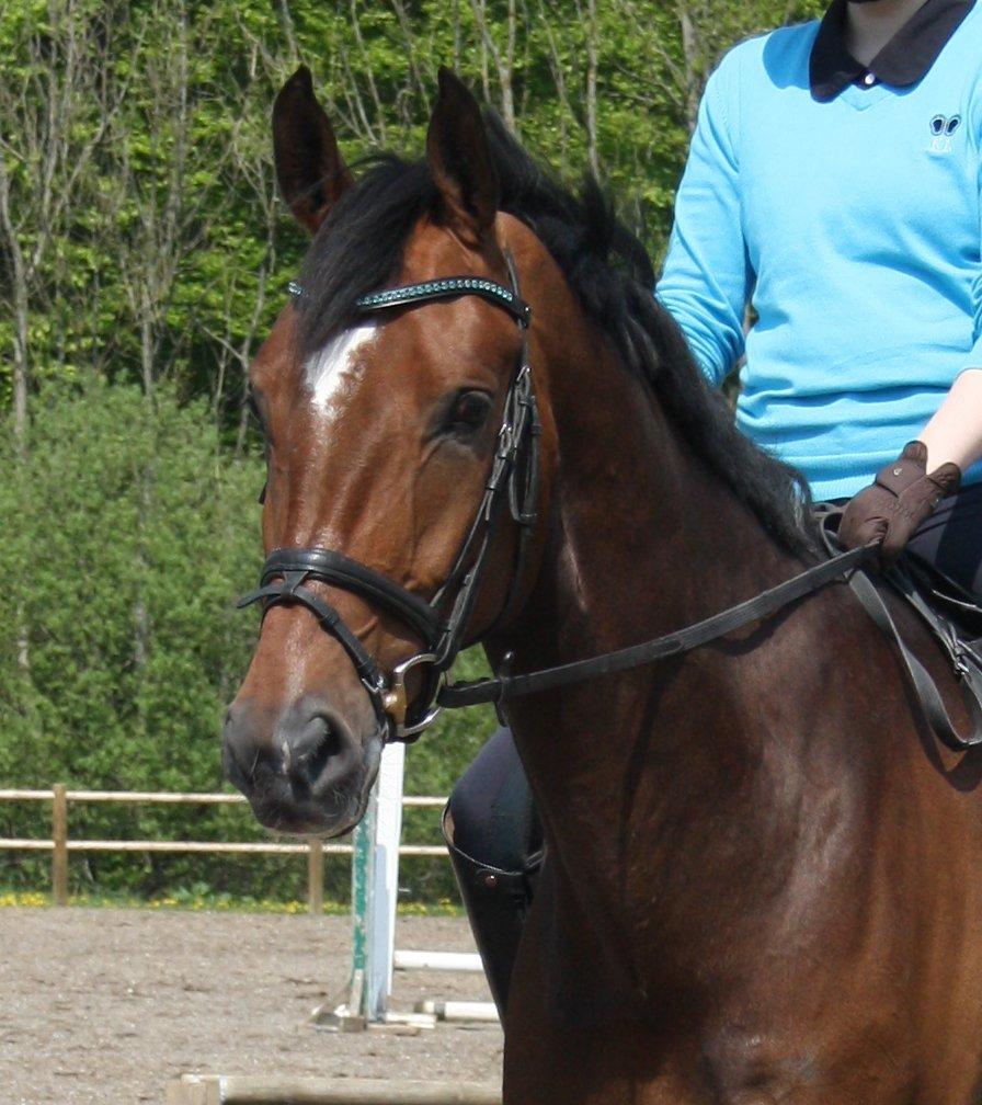 Dansk Varmblod First Move A.B. billede 7