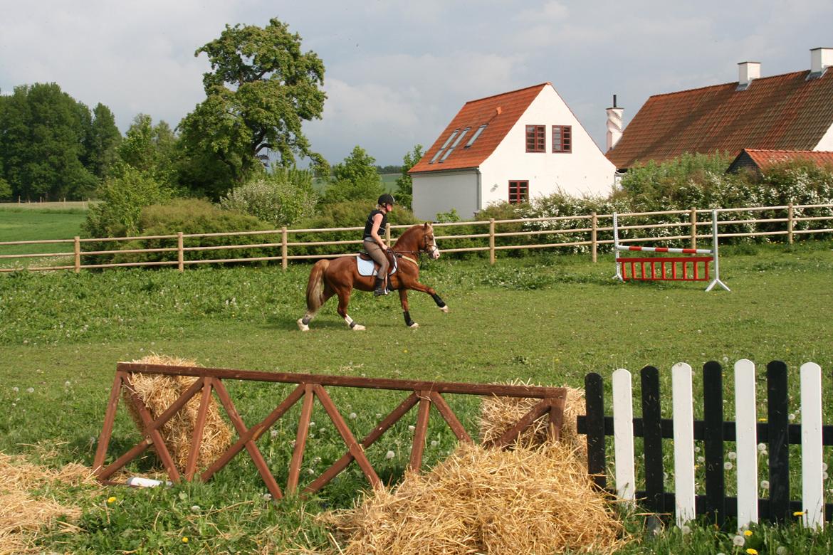 Welsh Pony af Cob-type (sec C) Rosengårdens Nabucco billede 2