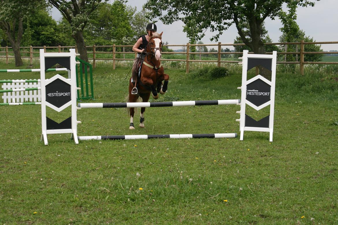 Welsh Pony af Cob-type (sec C) Rosengårdens Nabucco billede 3