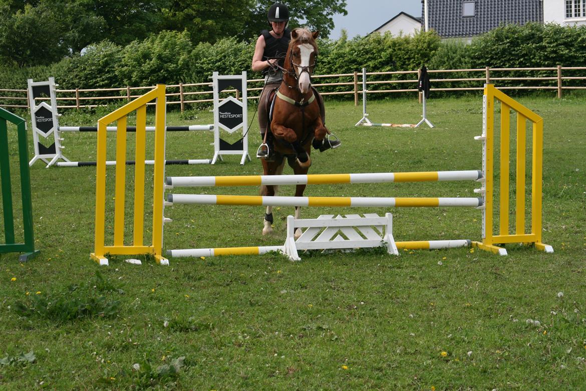 Welsh Pony af Cob-type (sec C) Rosengårdens Nabucco billede 4