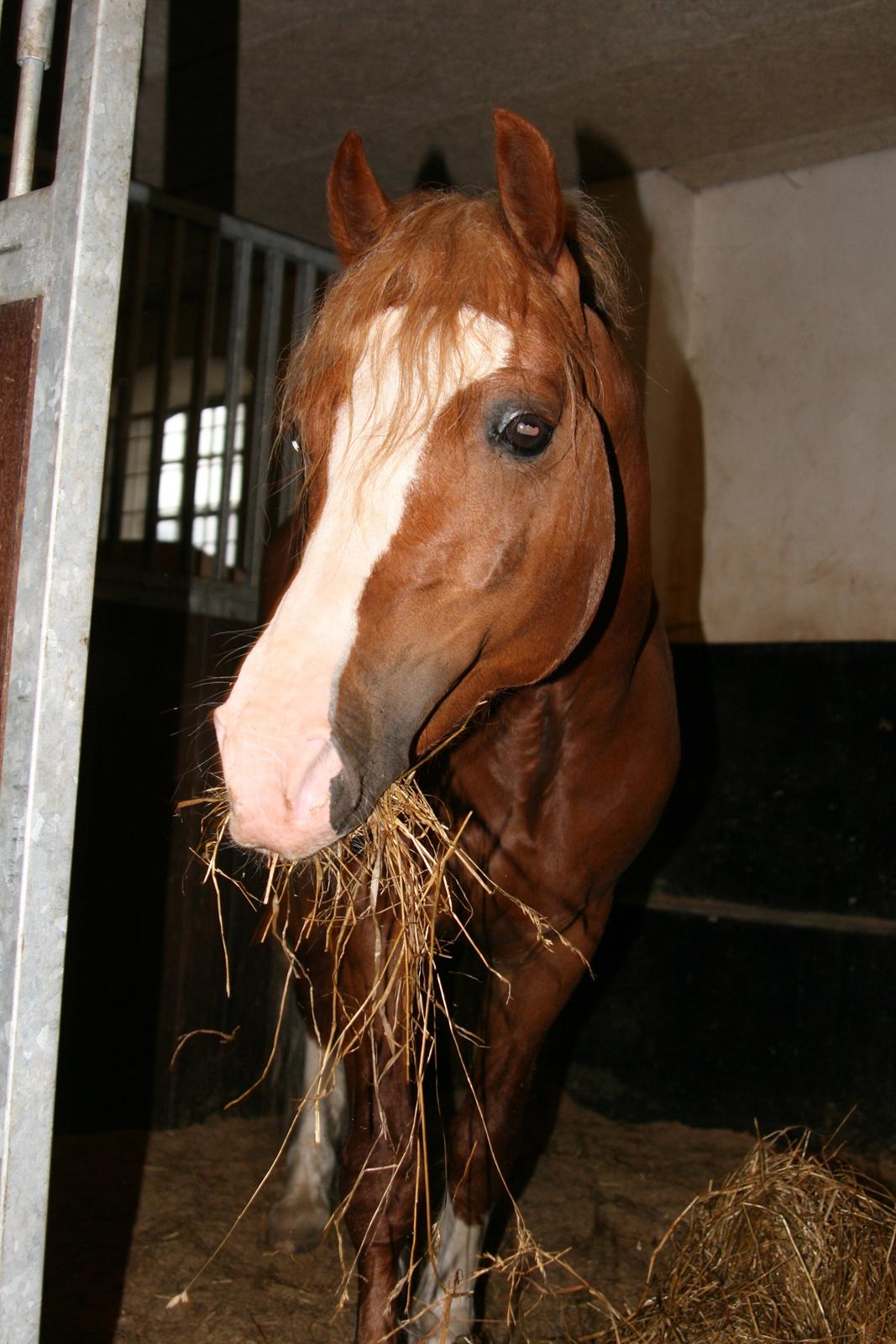 Welsh Pony af Cob-type (sec C) Rosengårdens Nabucco billede 5
