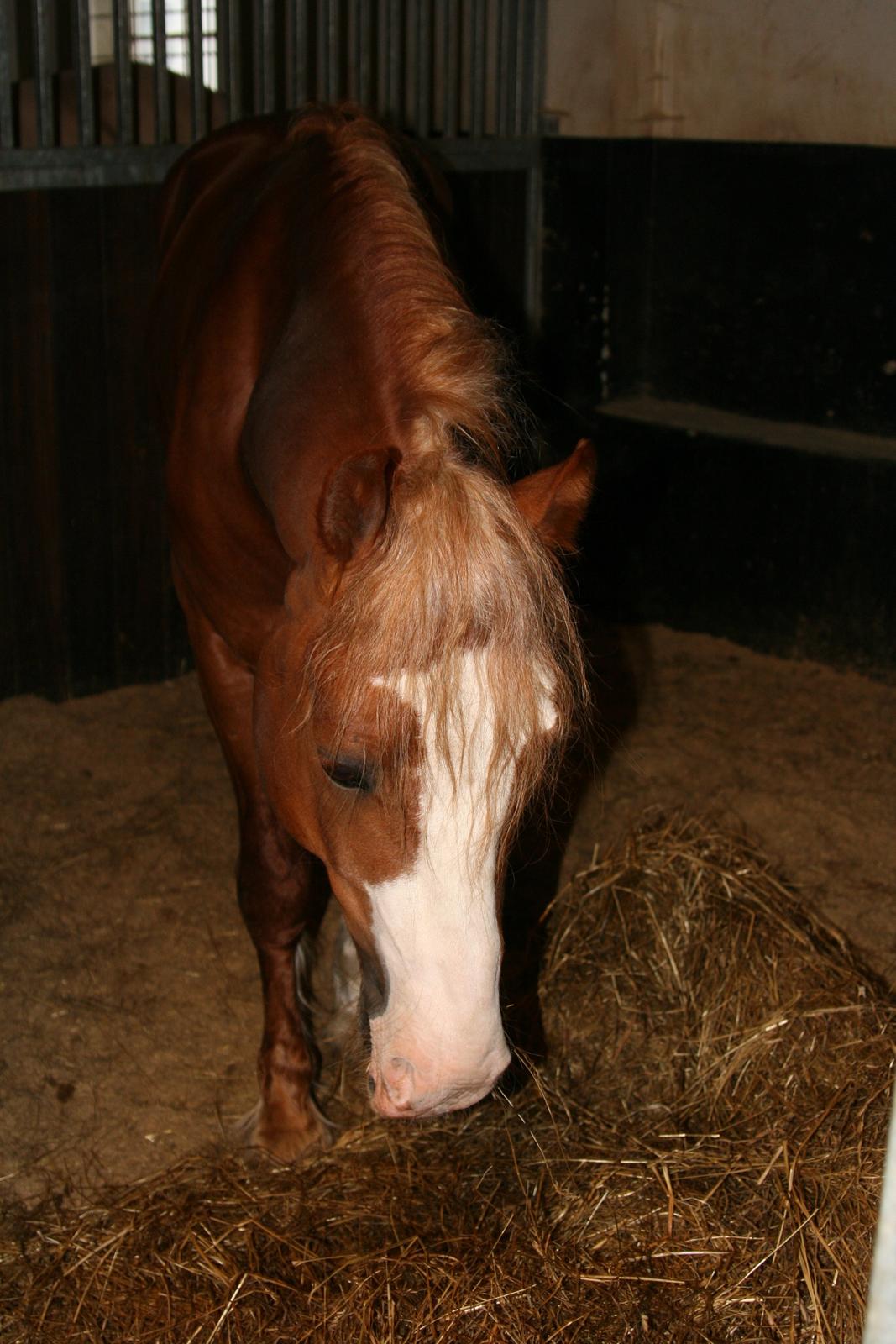 Welsh Pony af Cob-type (sec C) Rosengårdens Nabucco billede 6