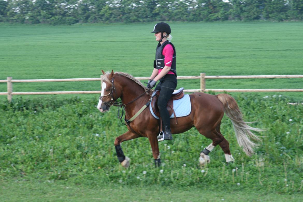 Welsh Pony af Cob-type (sec C) Rosengårdens Nabucco billede 7