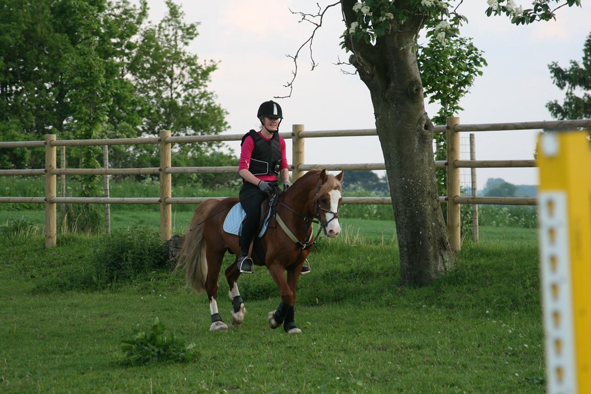 Welsh Pony af Cob-type (sec C) Rosengårdens Nabucco billede 9