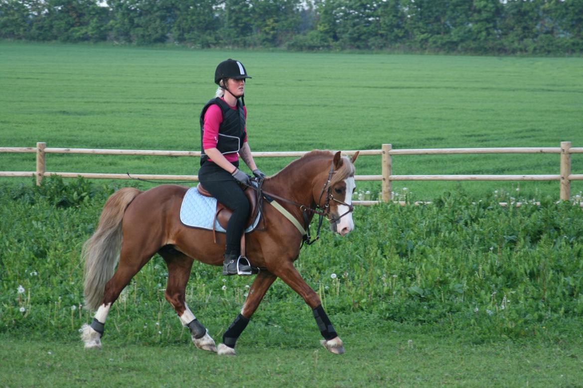 Welsh Pony af Cob-type (sec C) Rosengårdens Nabucco billede 10