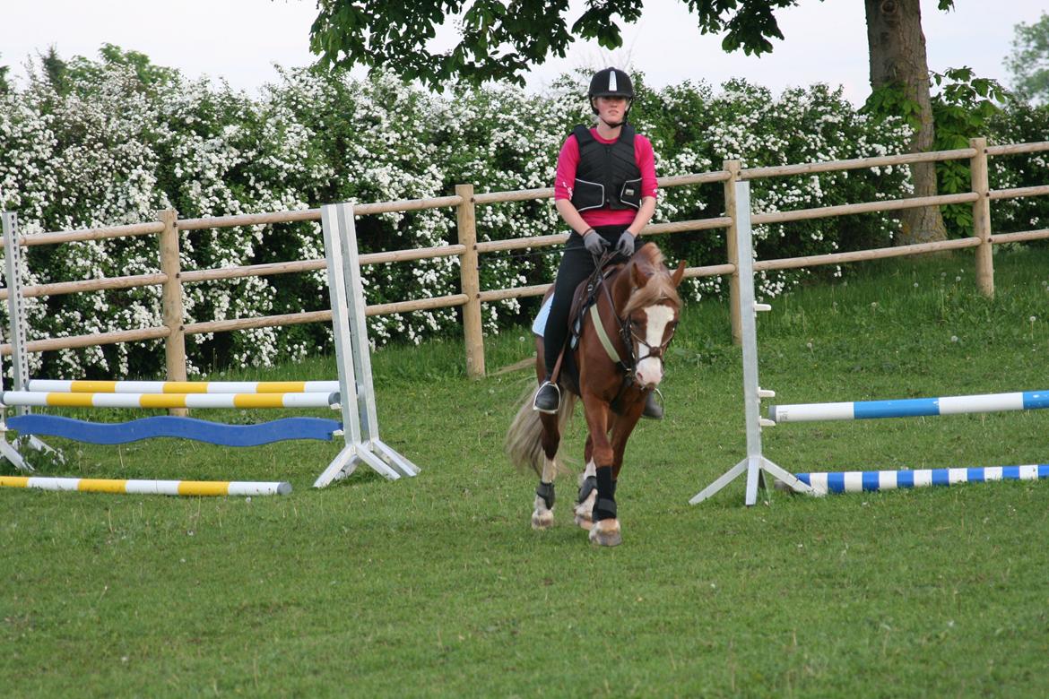 Welsh Pony af Cob-type (sec C) Rosengårdens Nabucco billede 11