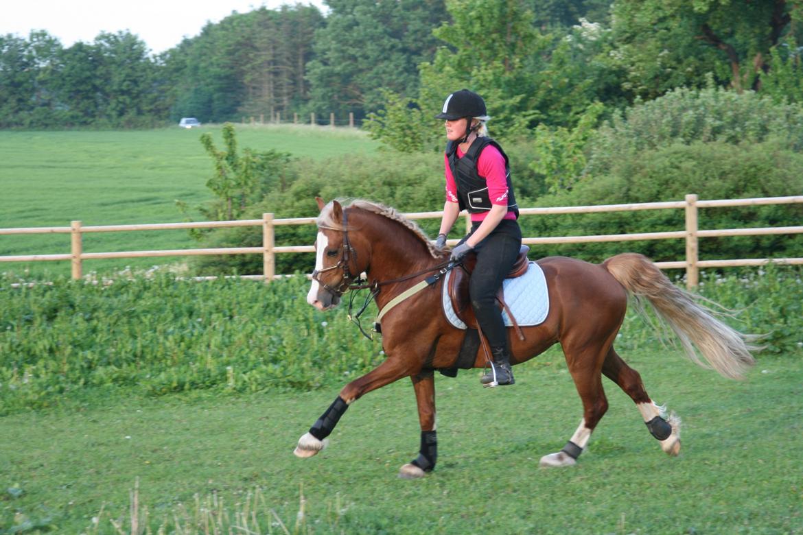 Welsh Pony af Cob-type (sec C) Rosengårdens Nabucco billede 13