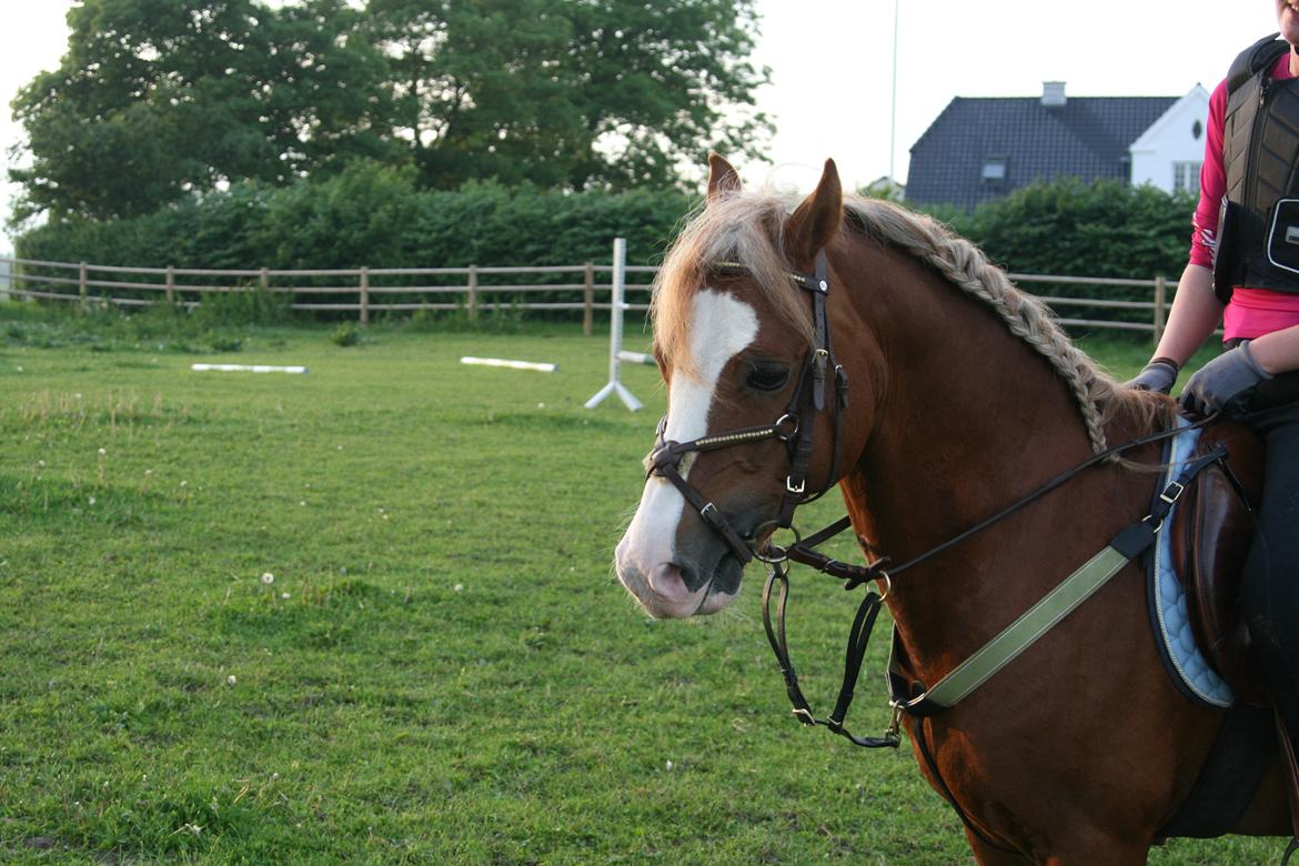 Welsh Pony af Cob-type (sec C) Rosengårdens Nabucco billede 14