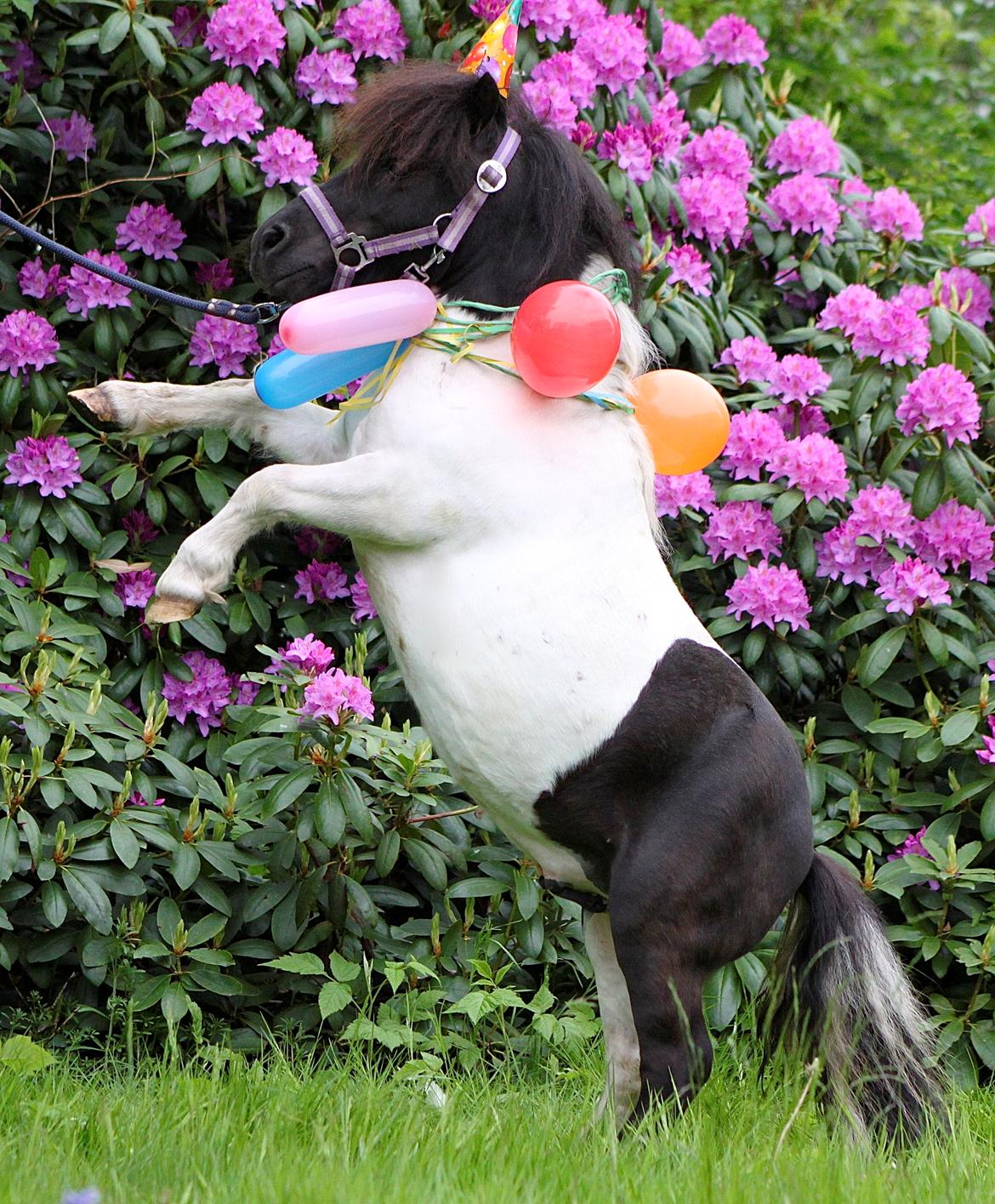 Miniature Magic Flash Back - På hans 6 års fødselsdag. billede 13