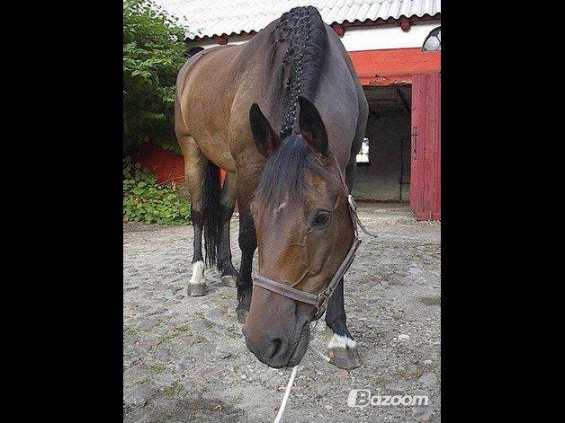 Oldenborg Paw Tanholt - Min deglige hest. billede 7