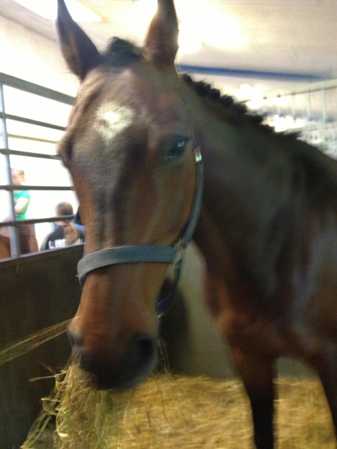 Dansk Varmblod Unikum billede 1