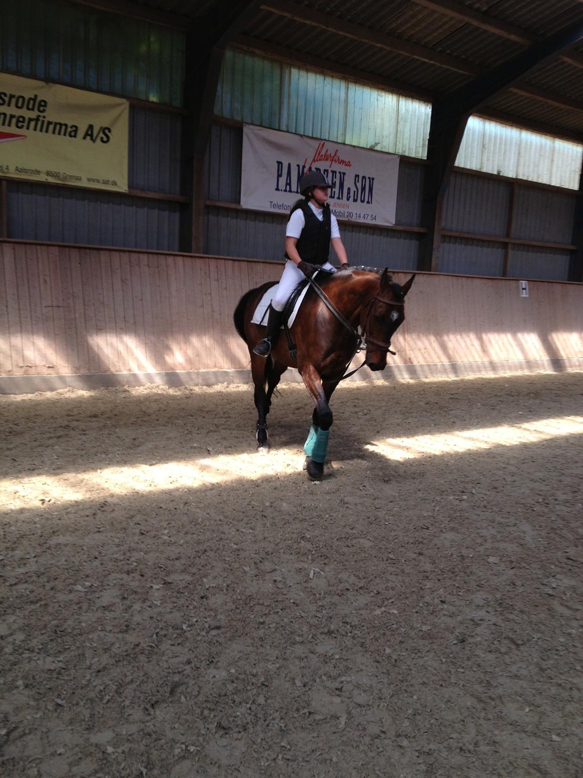 Dansk Varmblod Unikum billede 8