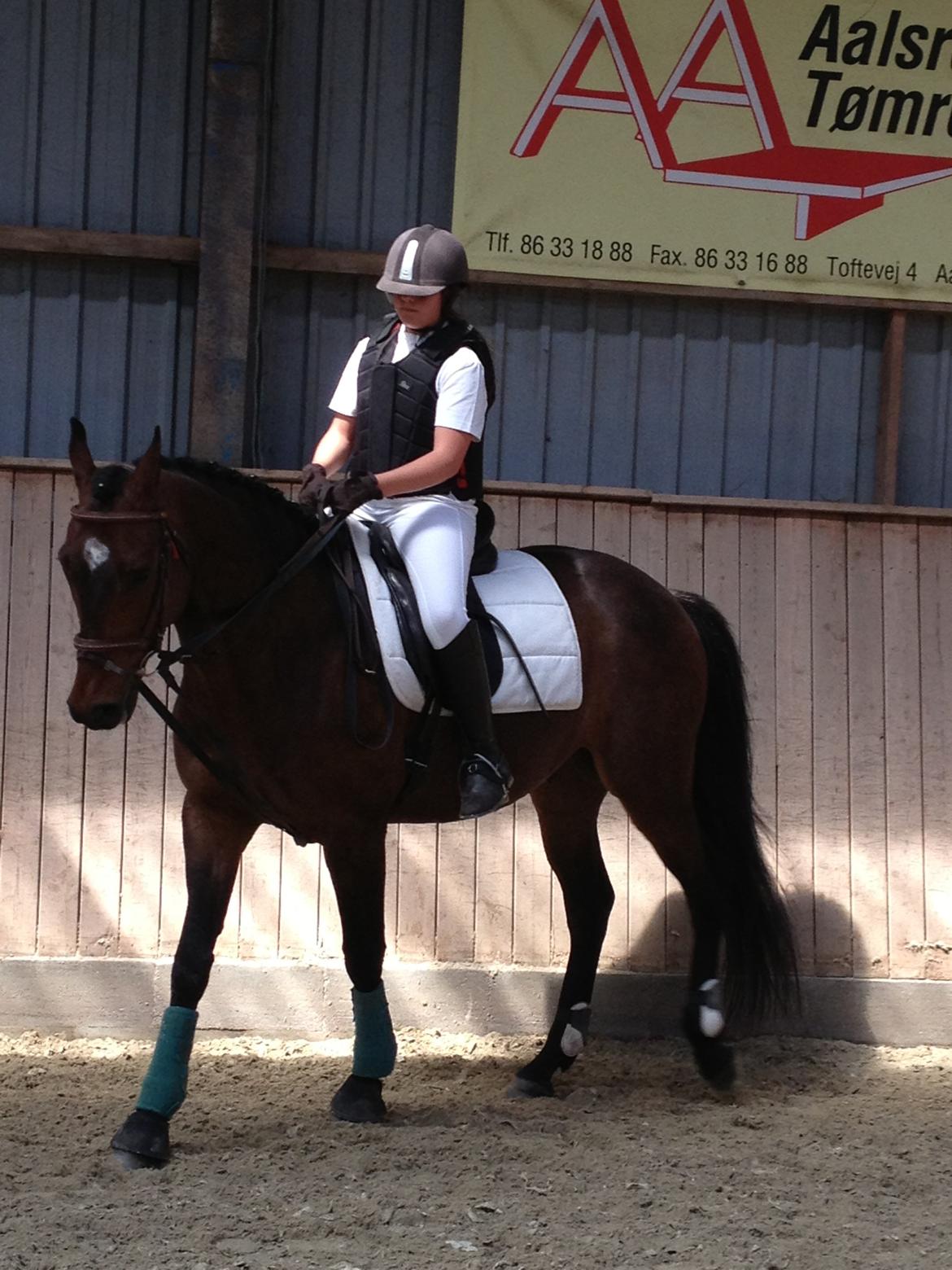 Dansk Varmblod Unikum billede 6