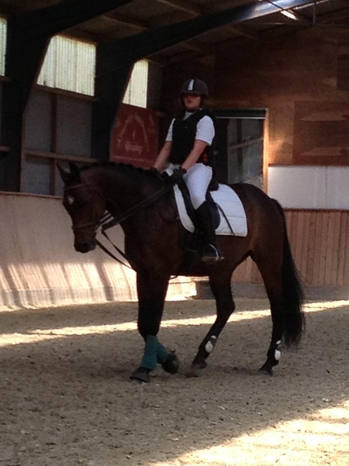 Dansk Varmblod Unikum billede 9