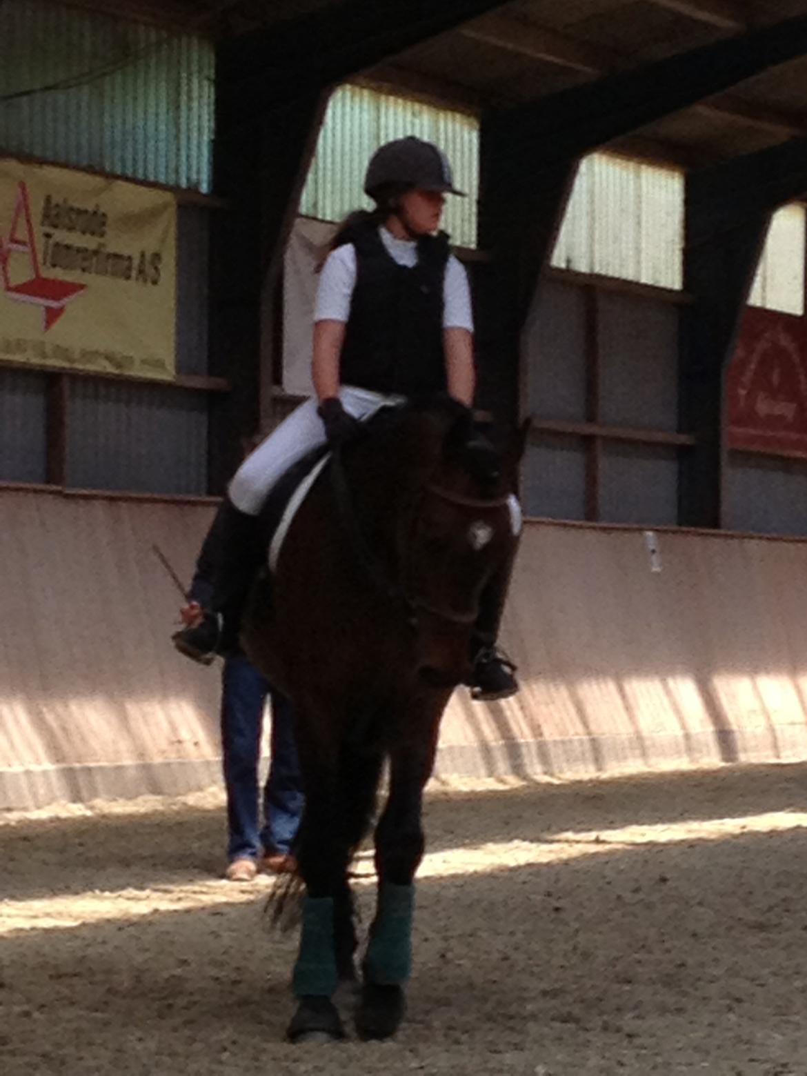 Dansk Varmblod Unikum billede 10