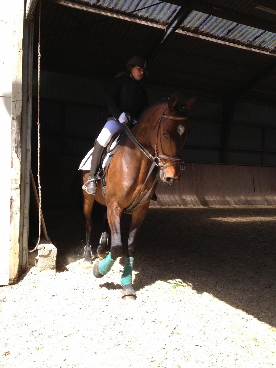 Dansk Varmblod Unikum billede 13