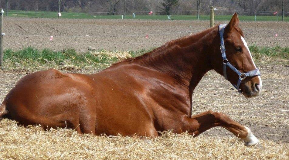 Hannoveraner William - Årh, så sød <3  billede 8