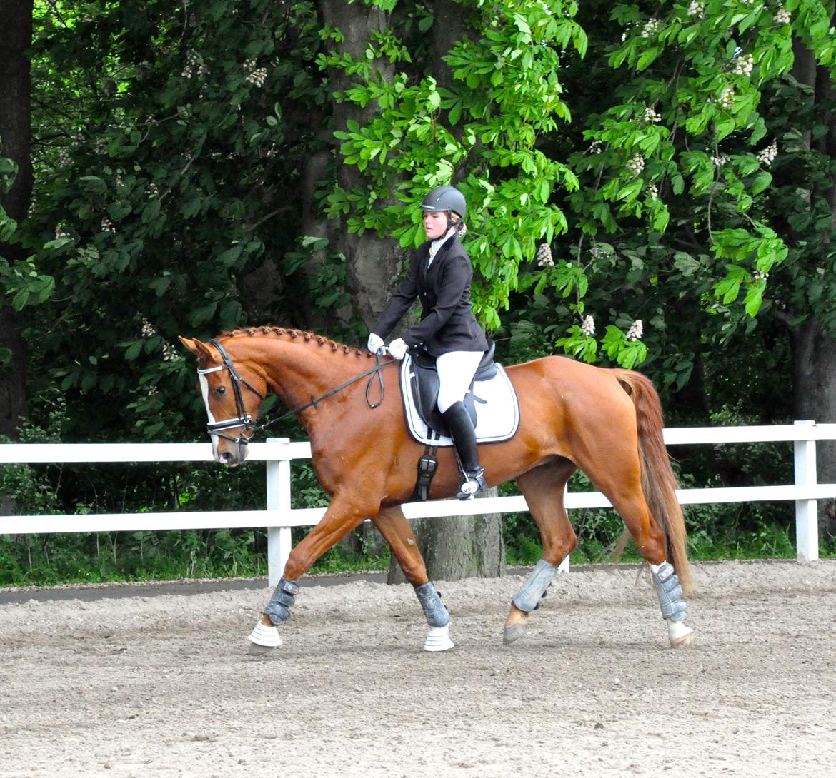 Hannoveraner William - Willes første stævne. Så dygtig <3 billede 5