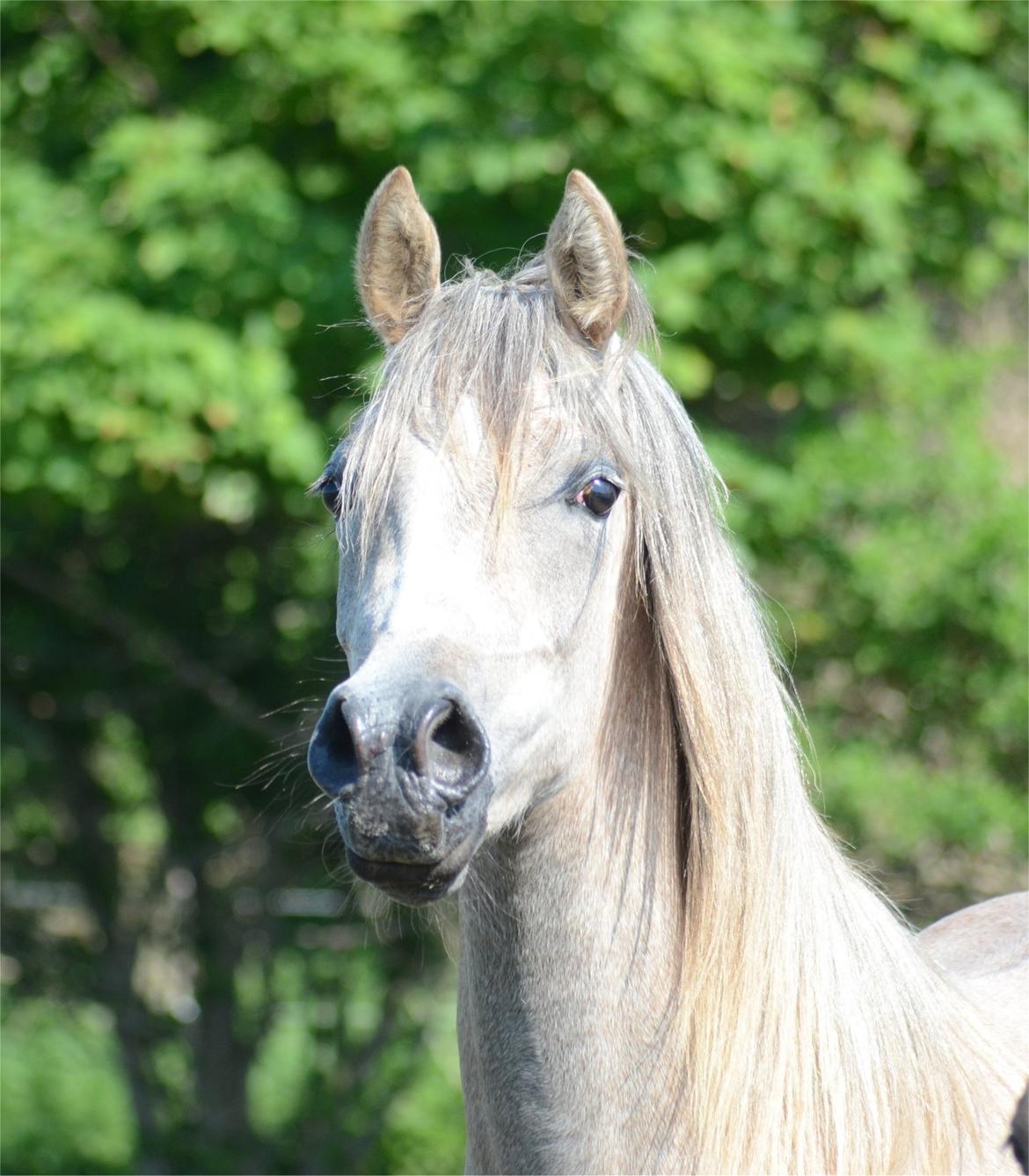 Arabisk fuldblod (OX) Frajana billede 1