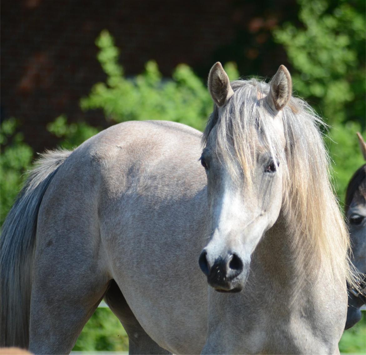 Arabisk fuldblod (OX) Frajana billede 2