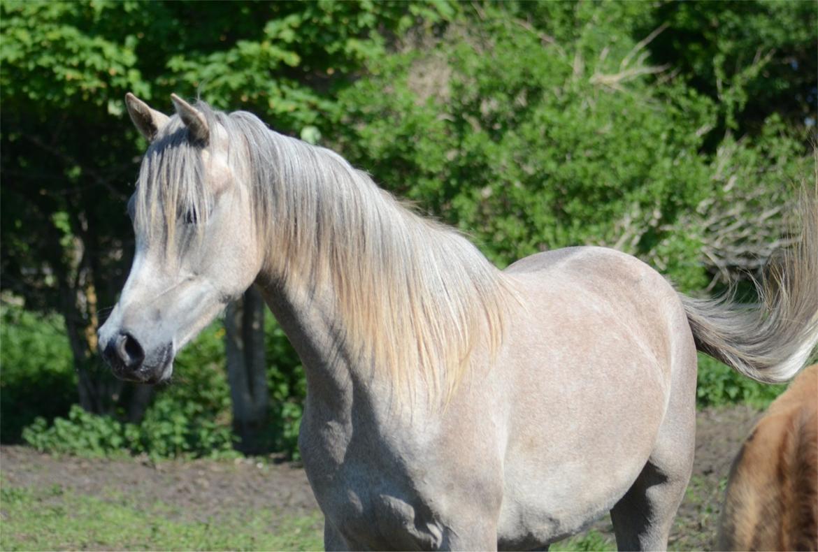 Arabisk fuldblod (OX) Frajana billede 3