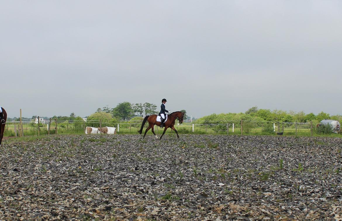 Welsh Partbred (Sec F) Bjirmen´s Maryse RSDH - Til stævne i Kærbo Rideklub. billede 12