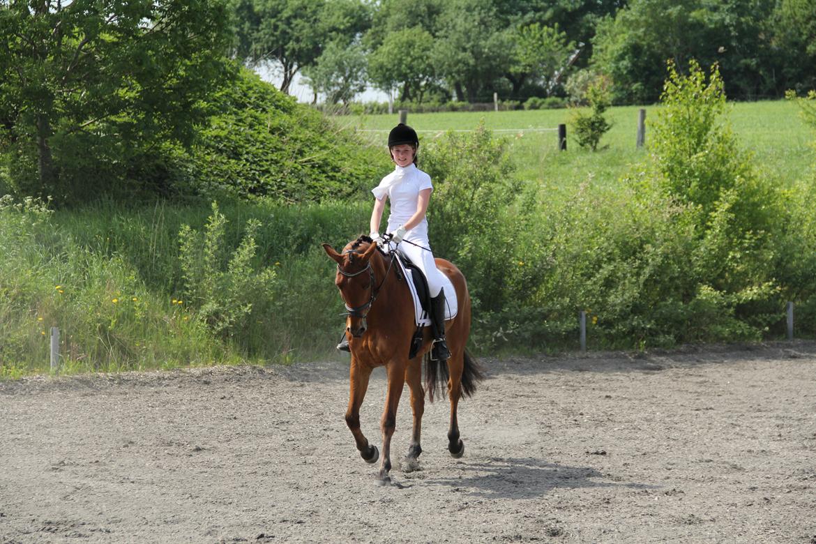 Dansk Varmblod Satchmo - Stævne MJR billede 8