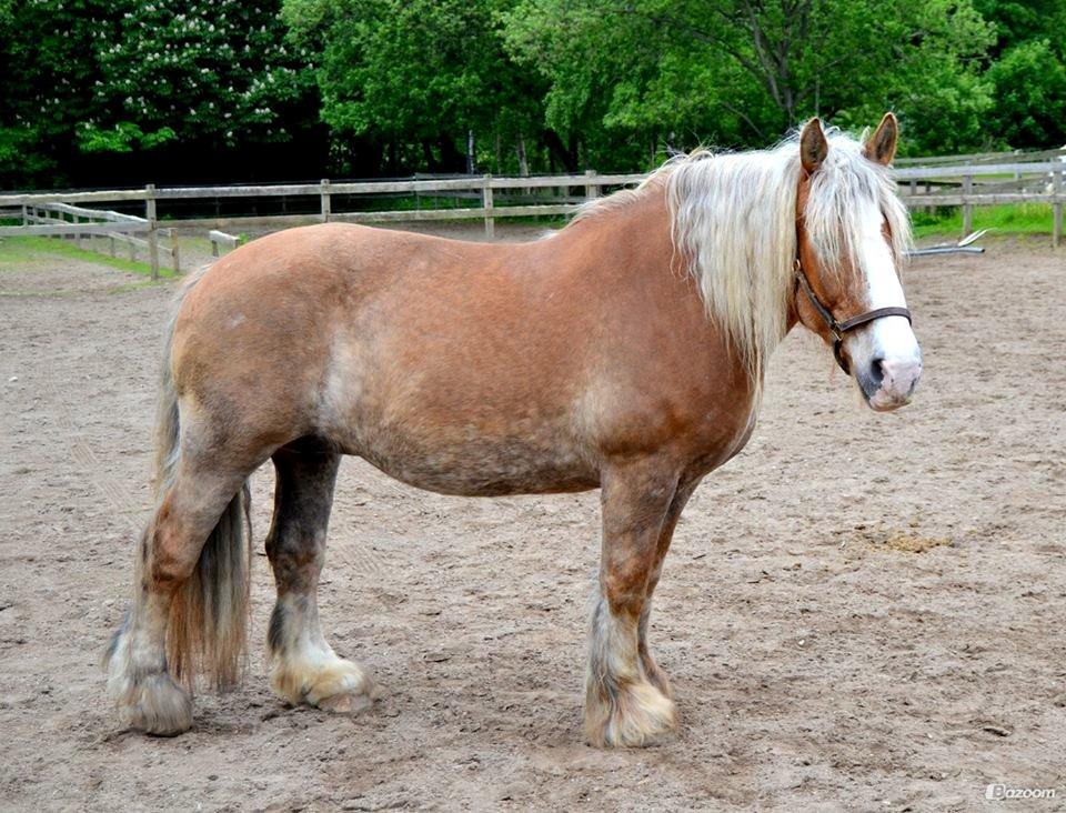 Jyde Muffin - prinsessen på fold <3
foto: Natasha billede 12