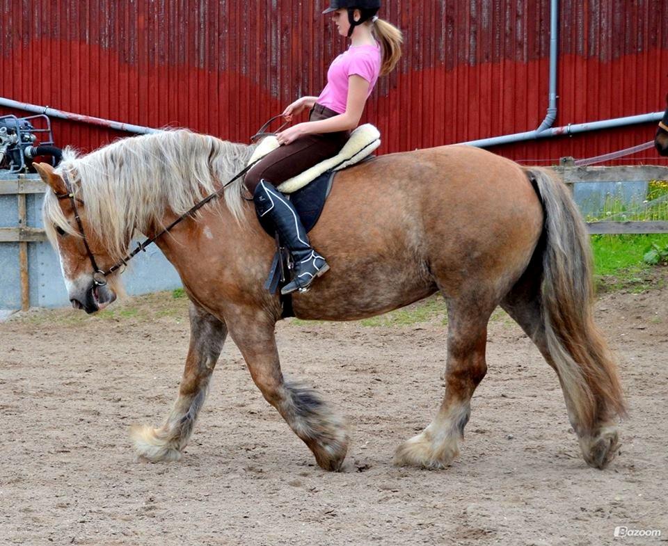 Jyde Muffin - er så stolt af min "tunge" hest<3 :') foto: Natasha billede 17