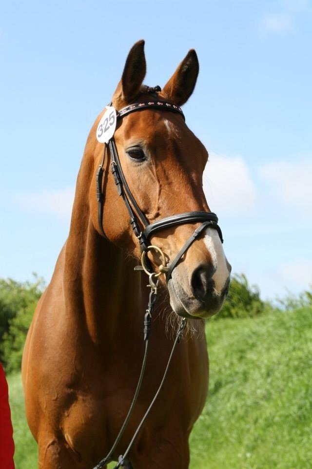 Dansk Varmblod Cias Moonlight billede 19