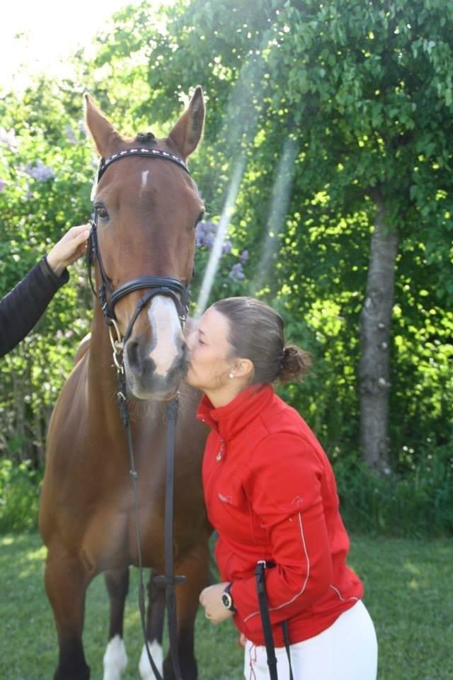 Dansk Varmblod Cias Moonlight billede 20