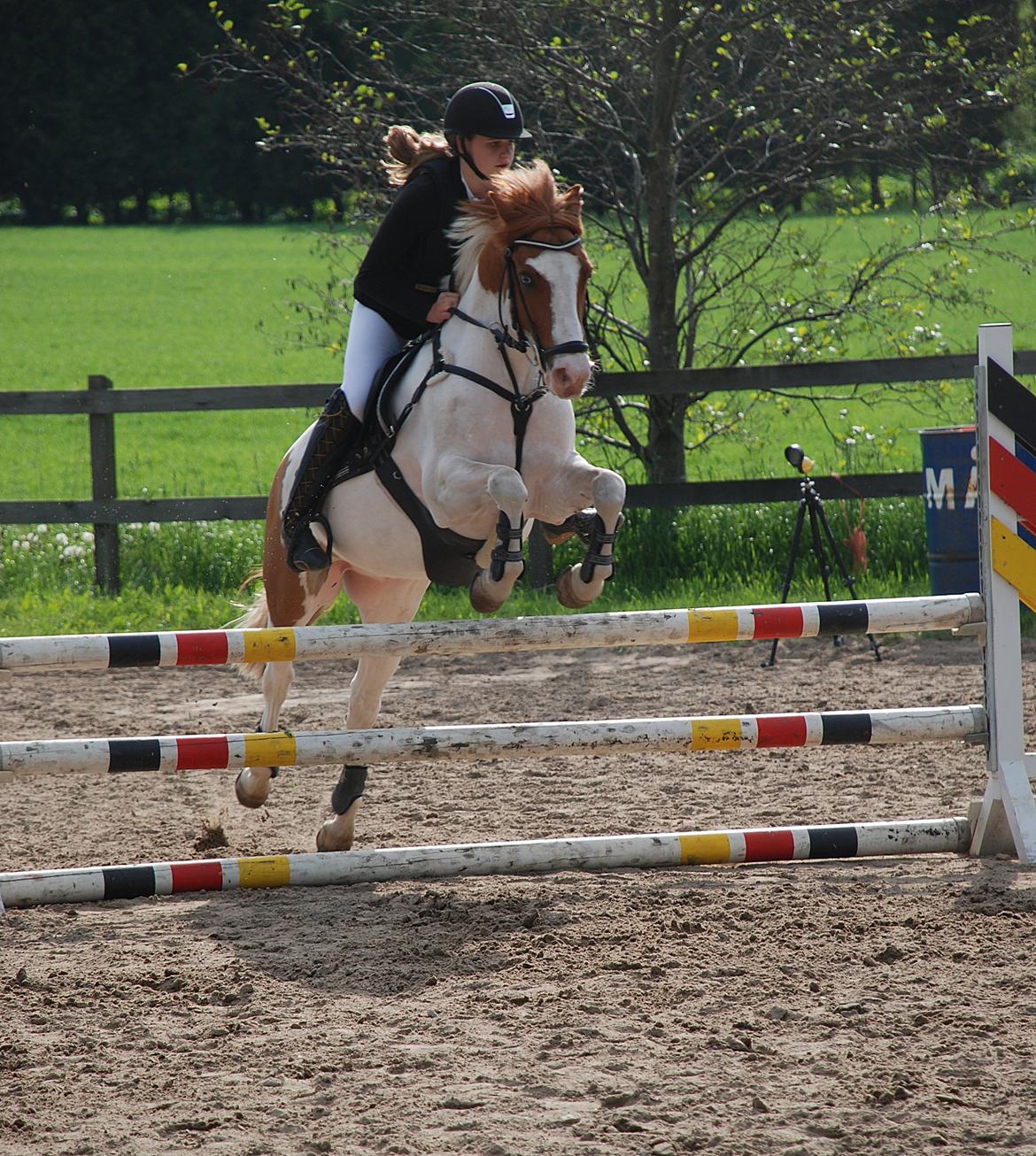 Irsk Sportspony Richie - Richie i Lb* første uplaceret:-* billede 15