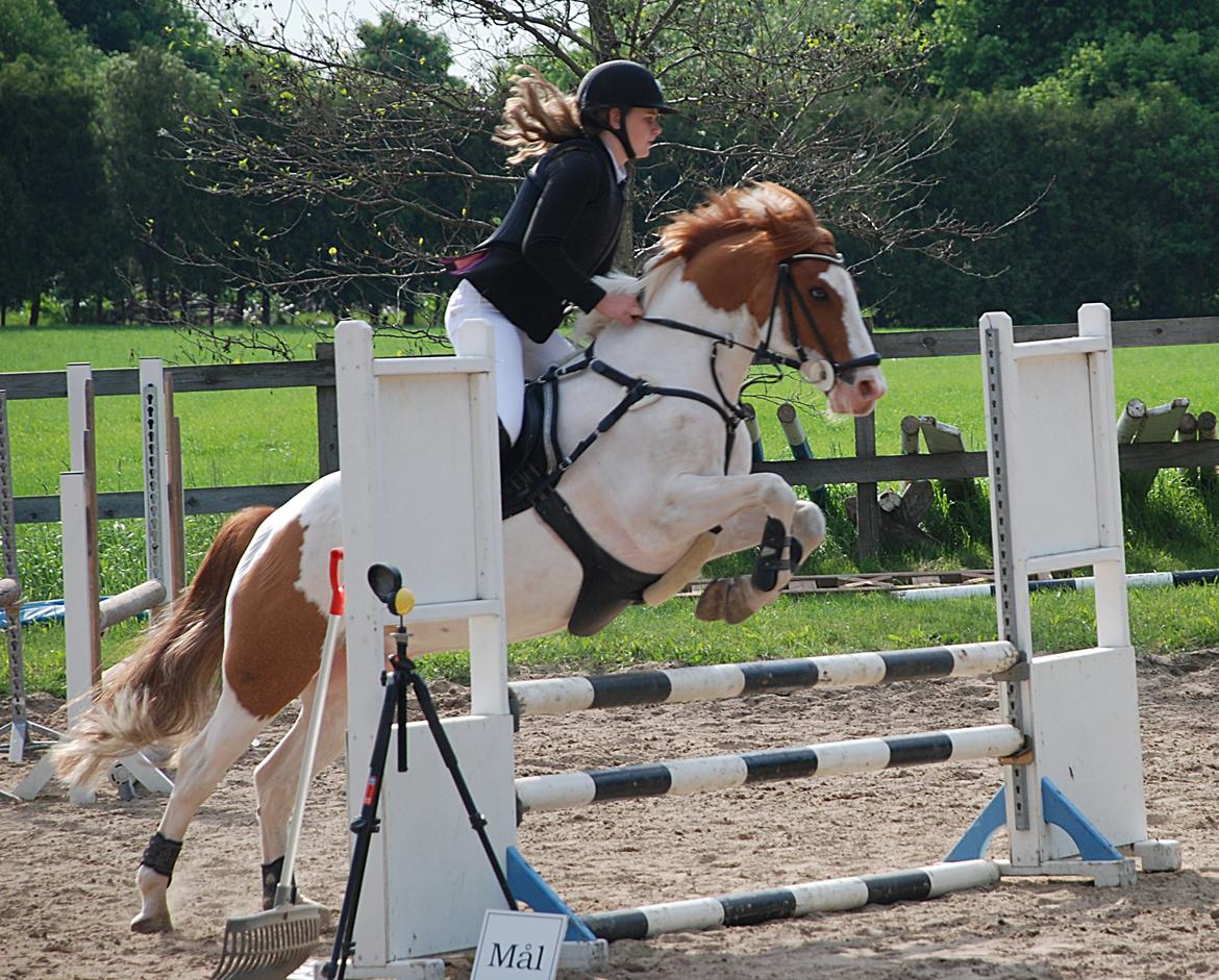 Irsk Sportspony Richie - søde pony<3<3 billede 4