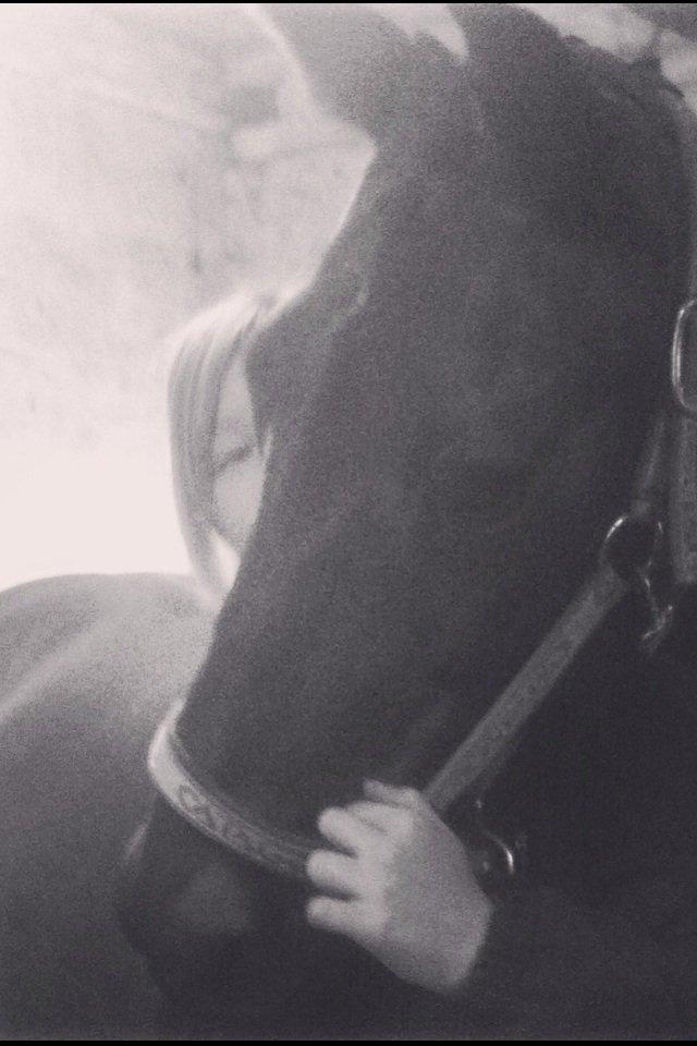 Dansk Varmblod Khandis billede 1