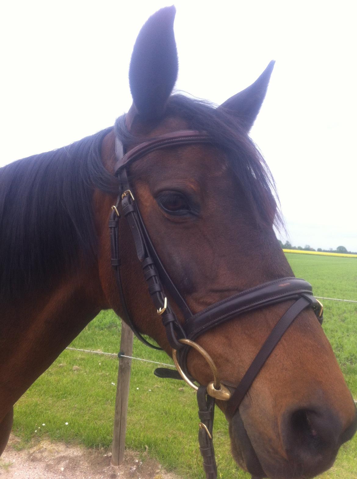 Dansk Varmblod Khandis billede 2