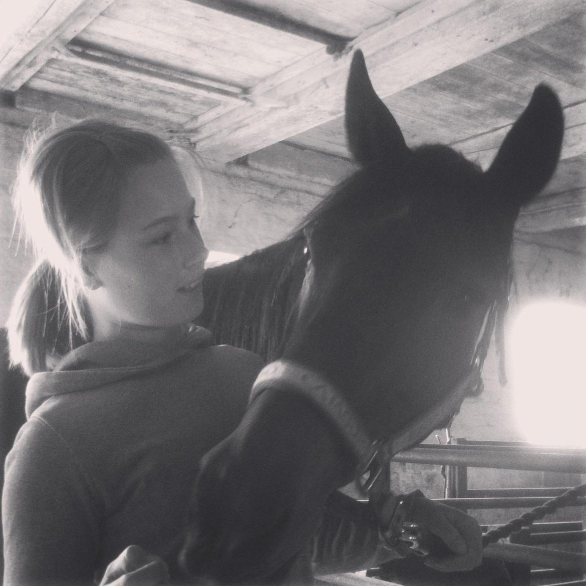 Dansk Varmblod Khandis billede 3