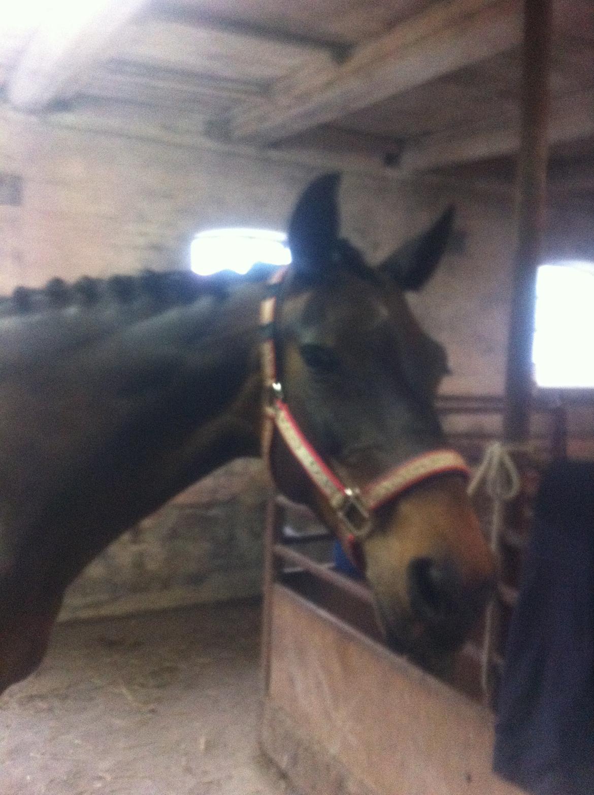 Dansk Varmblod Khandis billede 4