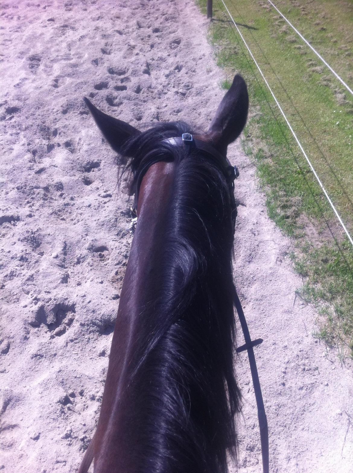 Dansk Varmblod Khandis billede 5