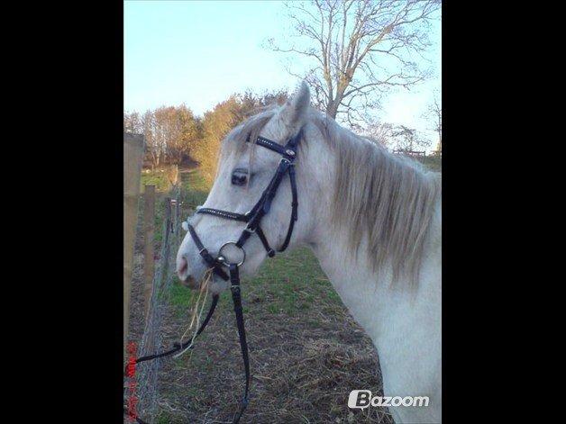 Anden særlig race Blida <3 *SOLGT* billede 13