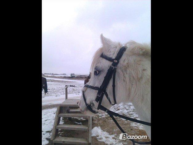 Anden særlig race Blida <3 *SOLGT* billede 14
