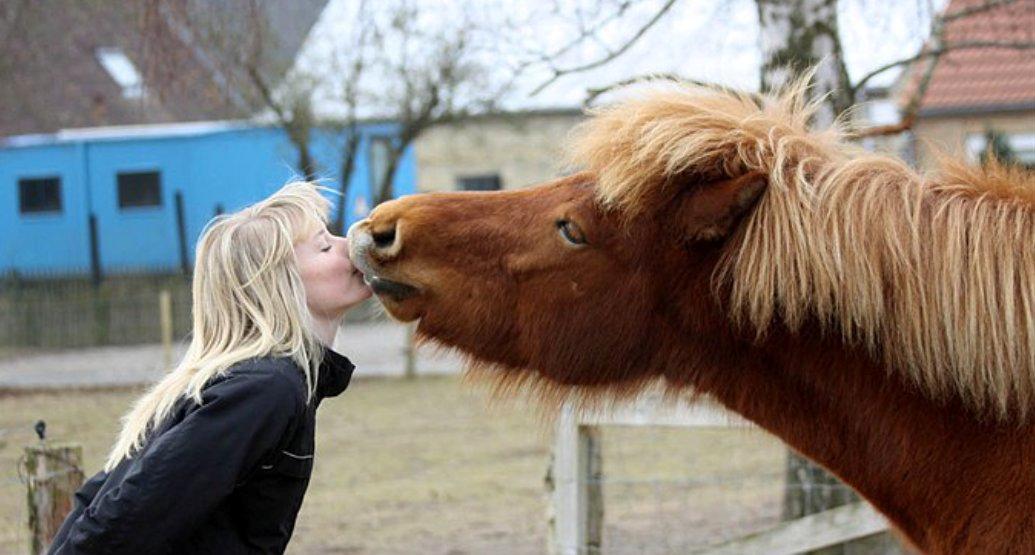 Islænder Jódís fra Freistinggård - Et rigtigt kys. ;) billede 1