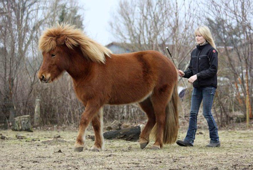 Islænder Jódís fra Freistinggård - Bagge. Der trænes at flytte på hesten i alle retninger. Hun skal kunne flyttes uafhængigt af hvor jeg står. :) billede 16