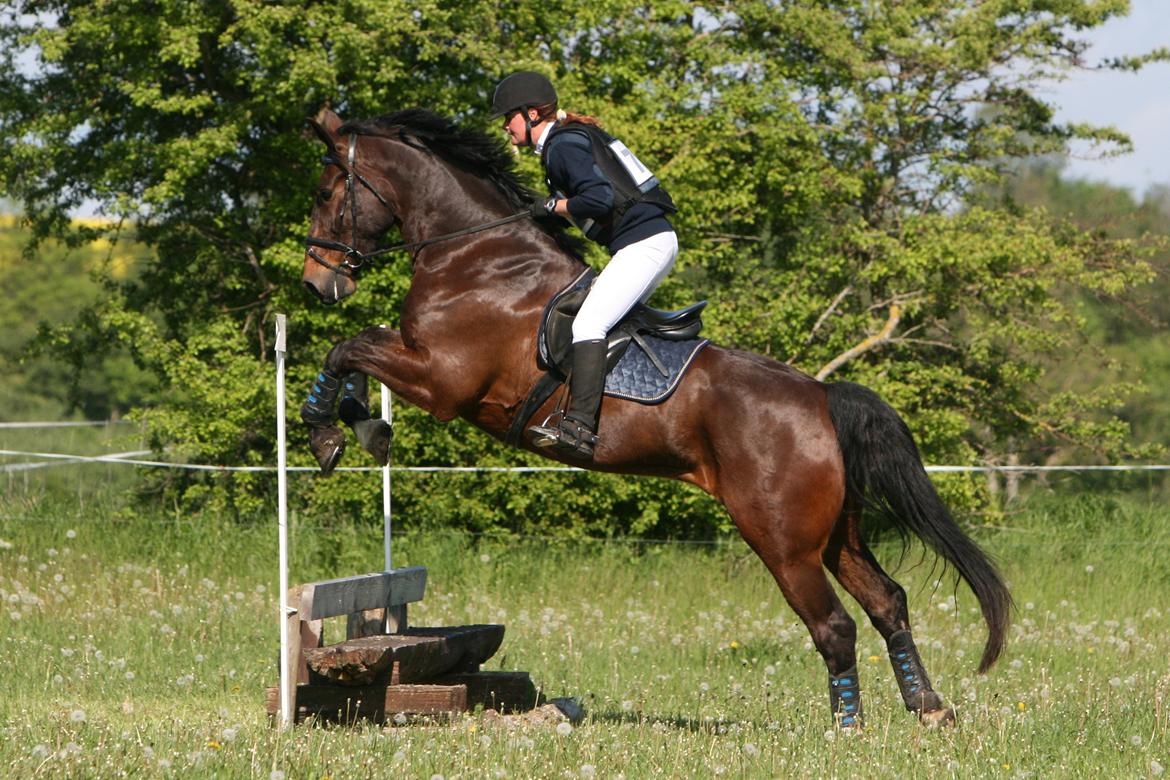 Oldenborg Palnatoke af Hethe - SØG 25-5
nr 5 i cnc80 billede 11