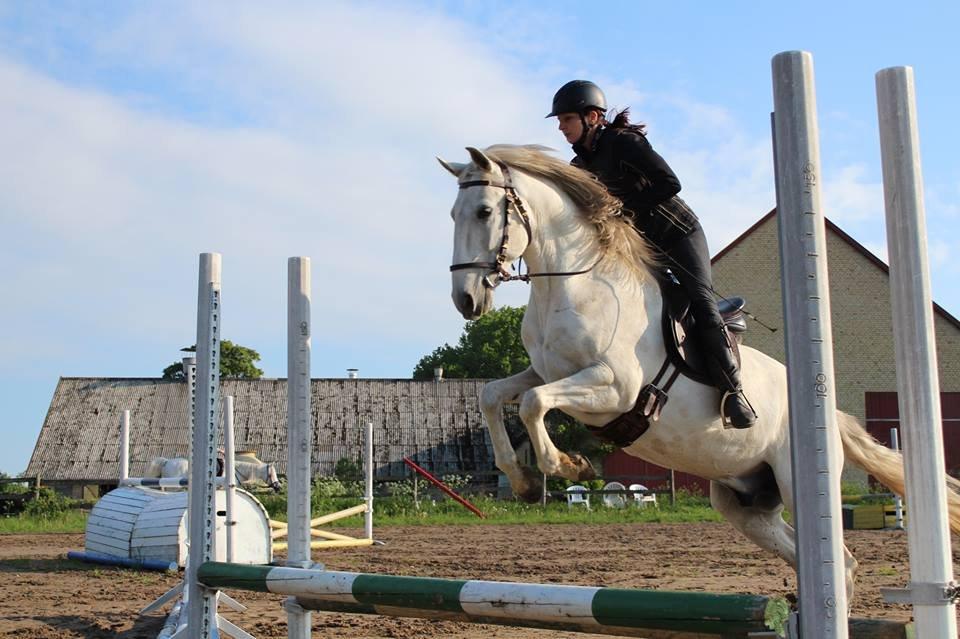 Lusitano Zapatero (spa) - Zap til spring maj 2013 billede 20