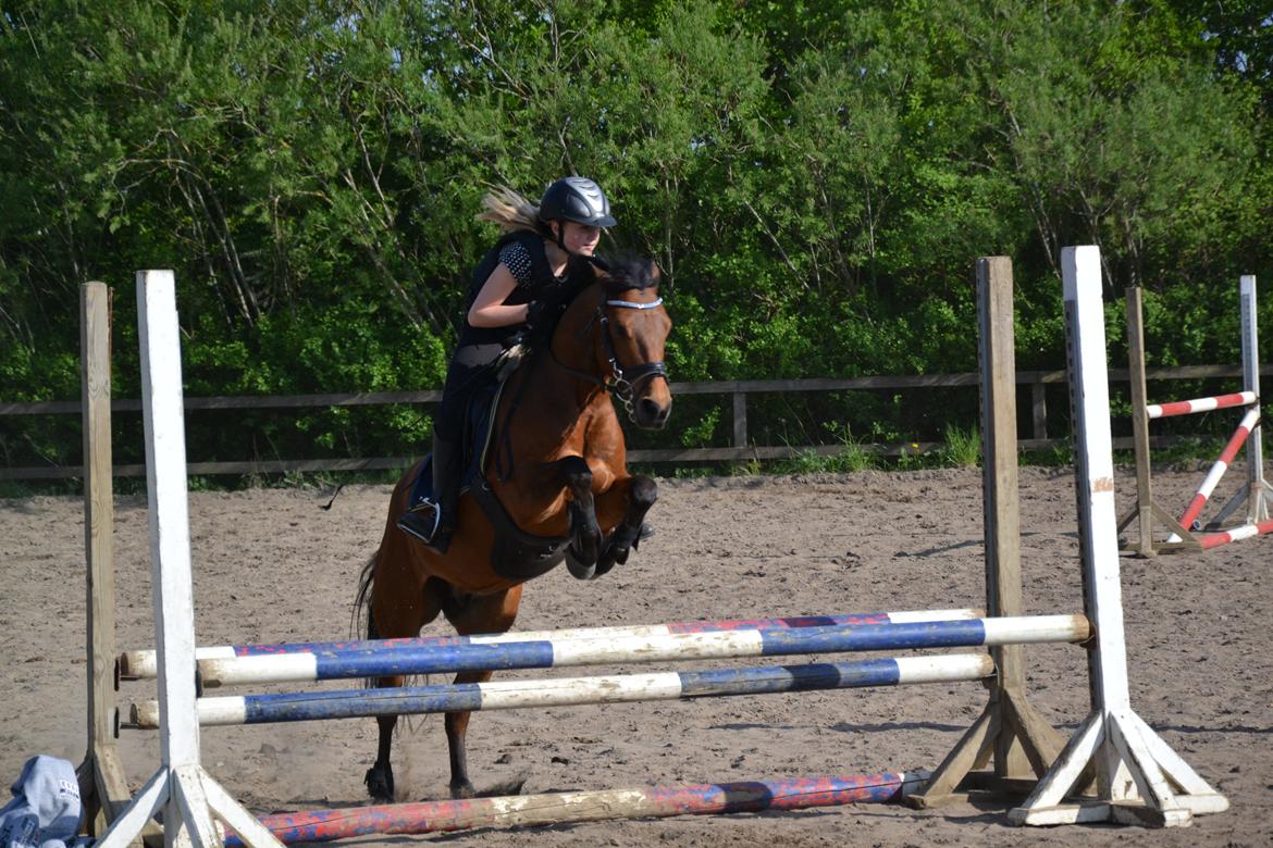 New Forest Darinko Star billede 12