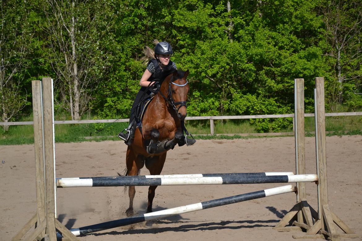 New Forest Darinko Star billede 1