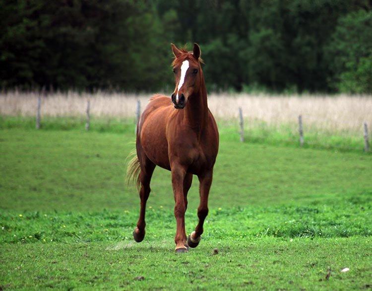 Arabisk fuldblod (OX) BayKovka billede 11