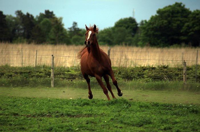 Arabisk fuldblod (OX) BayKovka billede 12