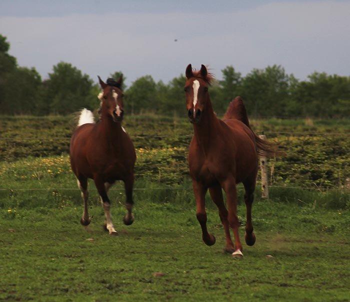 Arabisk fuldblod (OX) BayKovka billede 13