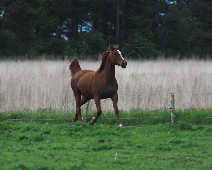 Arabisk fuldblod (OX) BayKovka billede 14